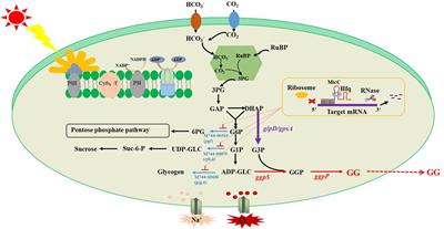 Salt-Tolerant Synechococcus elongatus UTEX 2973 Obtained via Engineering of Heterologous Synthesis of Compatible Solute Glucosylglycerol